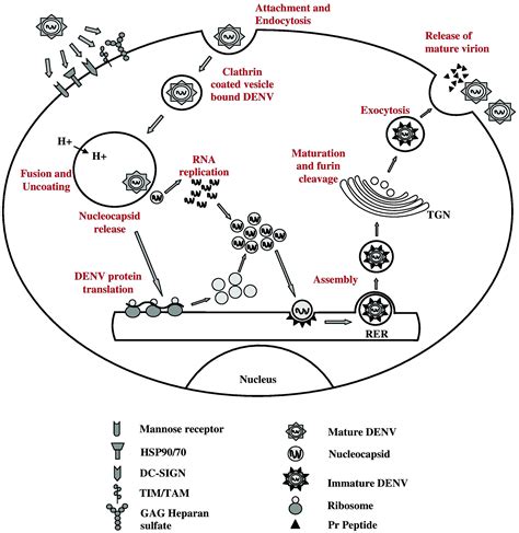dengue virus life cycle in human